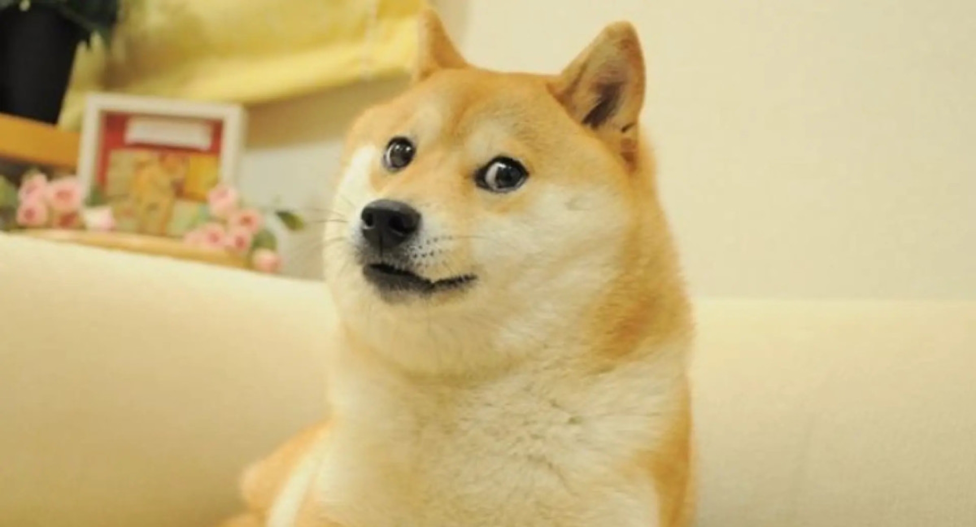 Muere 'Kabosu', perrita japonesa de los memes y del 'Dogecoin'