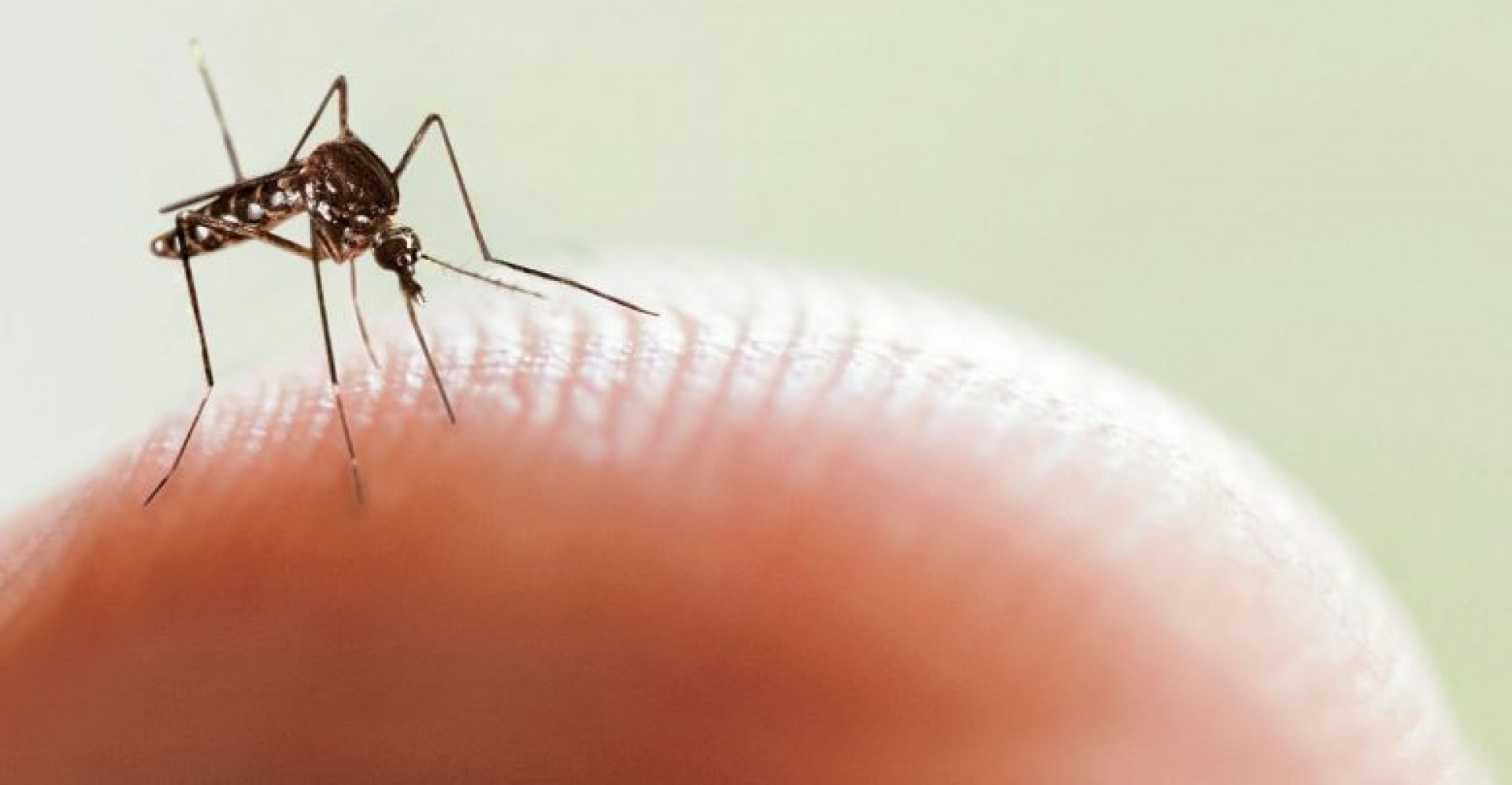 Cifras de dengue son similares a las del año pasado