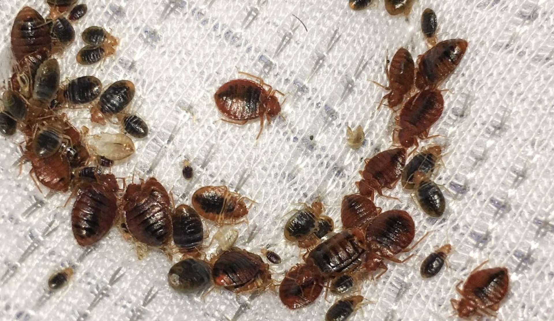 ¿Cómo identificar un nido de chinches en casa? 3 formas eficaces para sacarlas de su escondite
