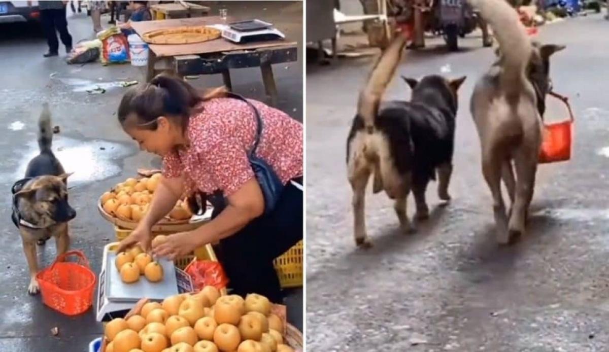 Perrito va de compras al mercado por manzanas