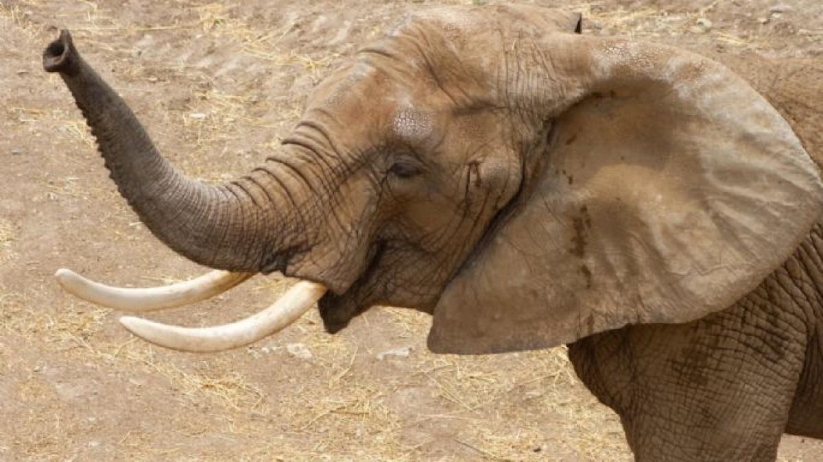 El Centro de Conservación de San Juan de Aragón recibe a la elefanta africana 'Gipsy'