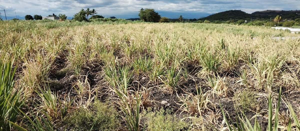 Con las lluvias se espera rescatar los cultivos de temporal en Cuautla