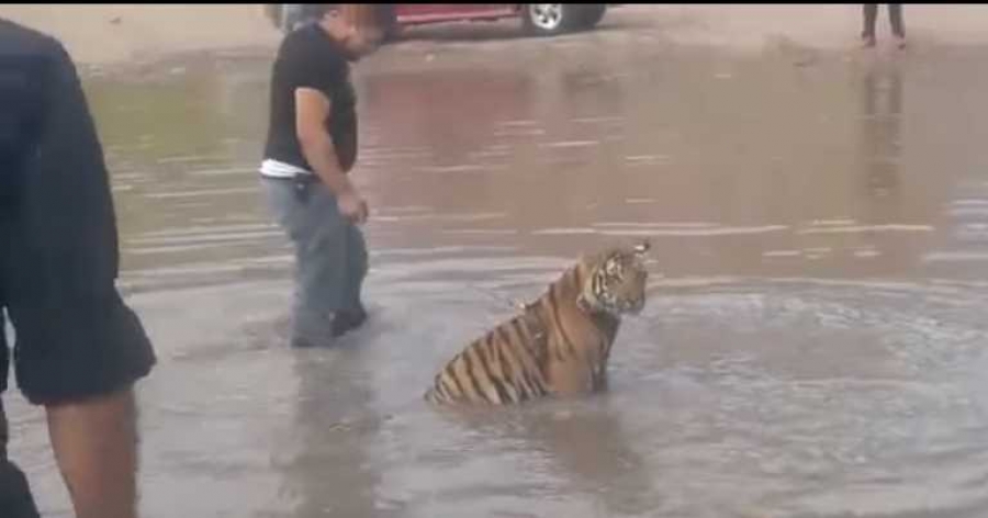 Hombre pasea a su tigre, se le suelta y corre hacia la gente