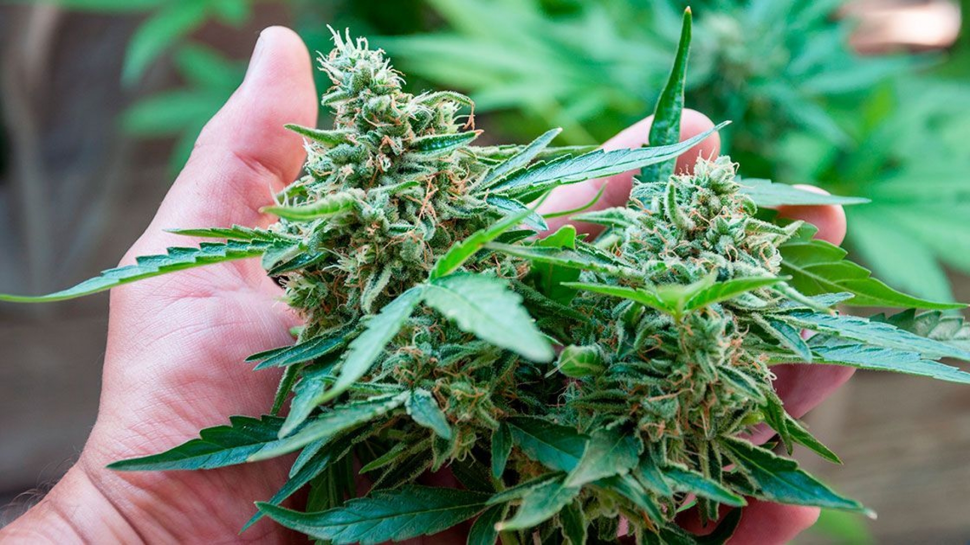 Se amparan para consumo lúdico de marihuana