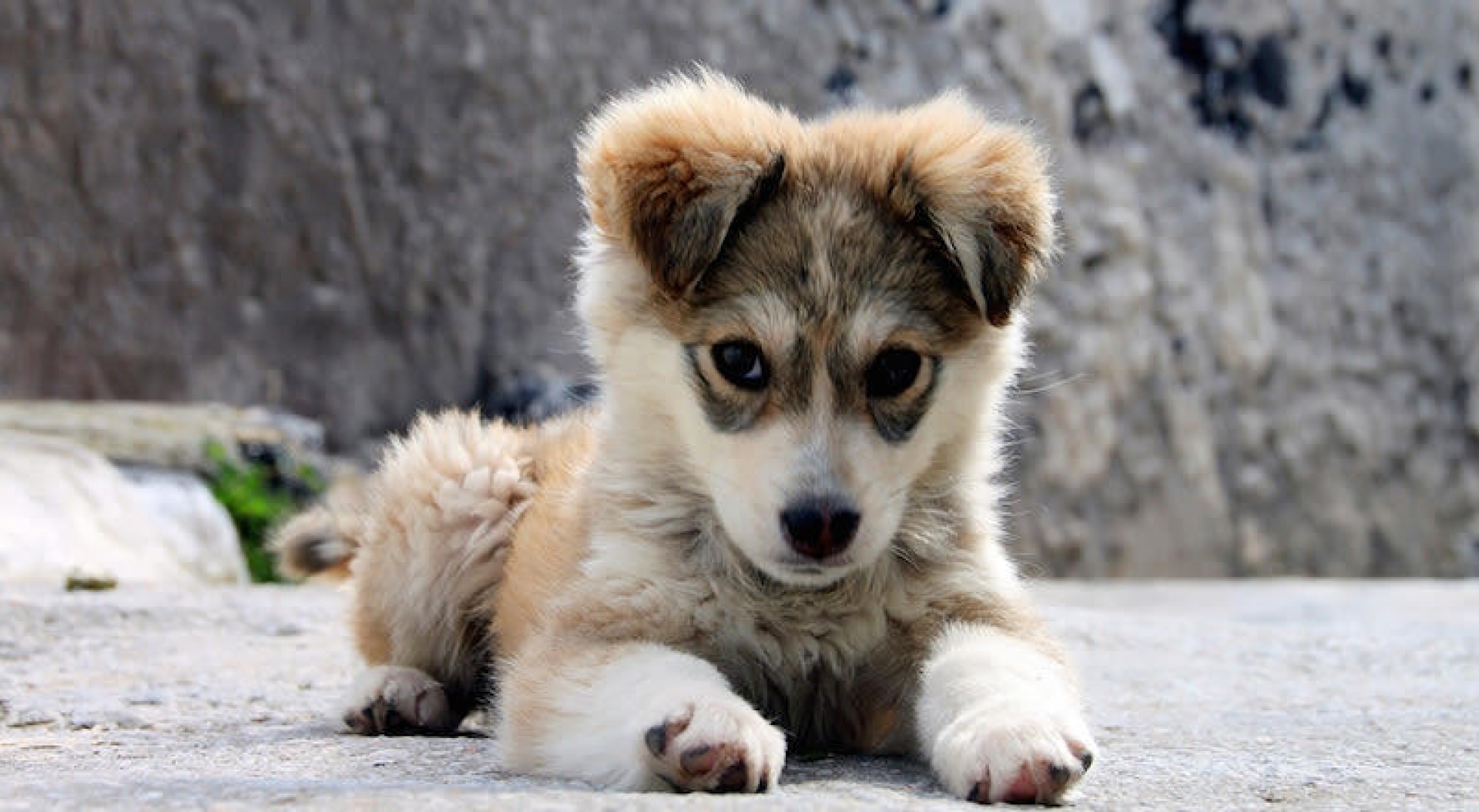 México registra la mayor población canina de América Latina
