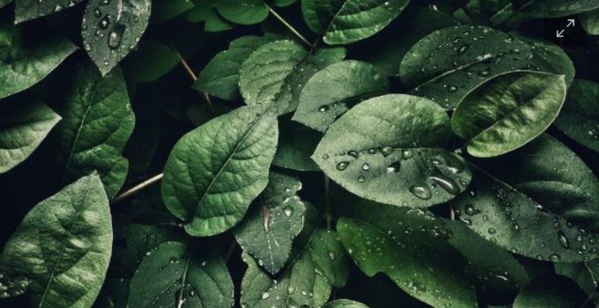 ¿Por qué se ponen pegajosas las hojas de las plantas y cómo solucionarlo?