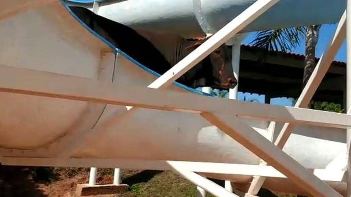 Vaca escapa del matadero y termina atorada en un tobogán