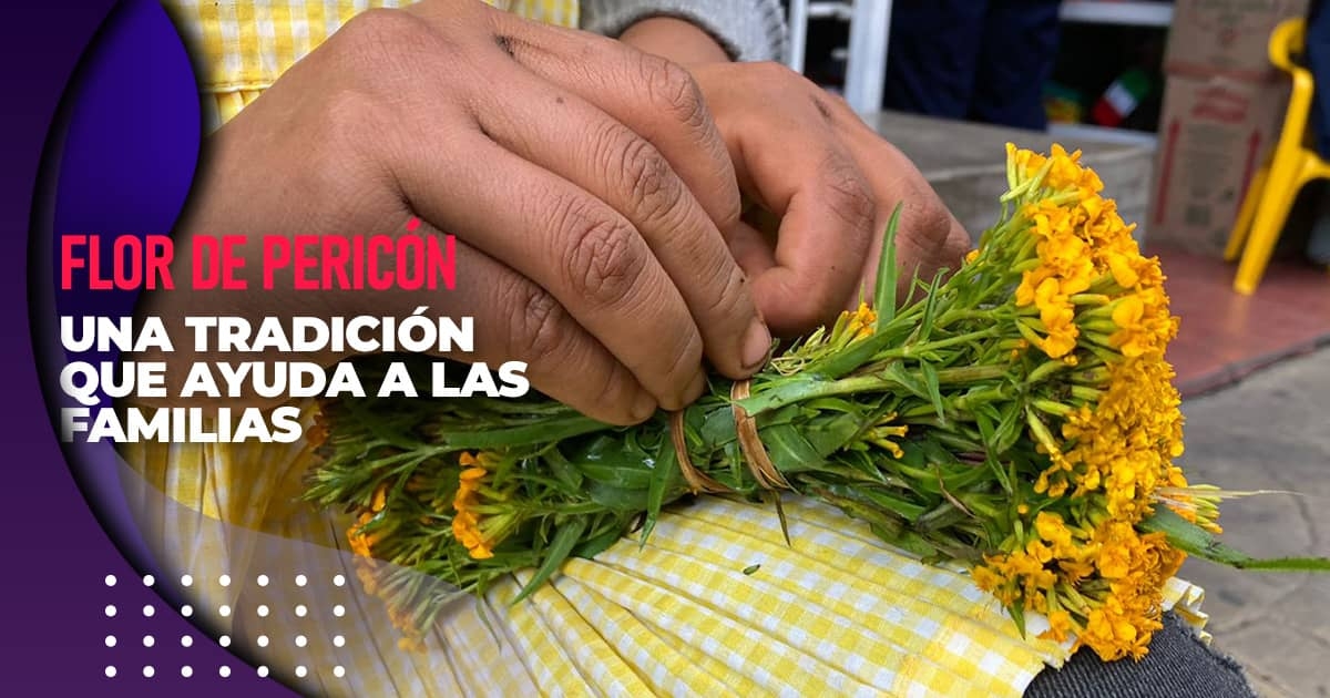 Flor de pericón contribuye a mejorar economía de familias del surponiente