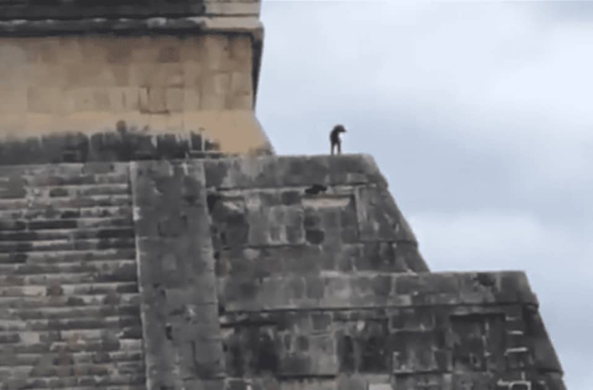 Perrito se escapa y sube a la pirámide de Chichén Iztá