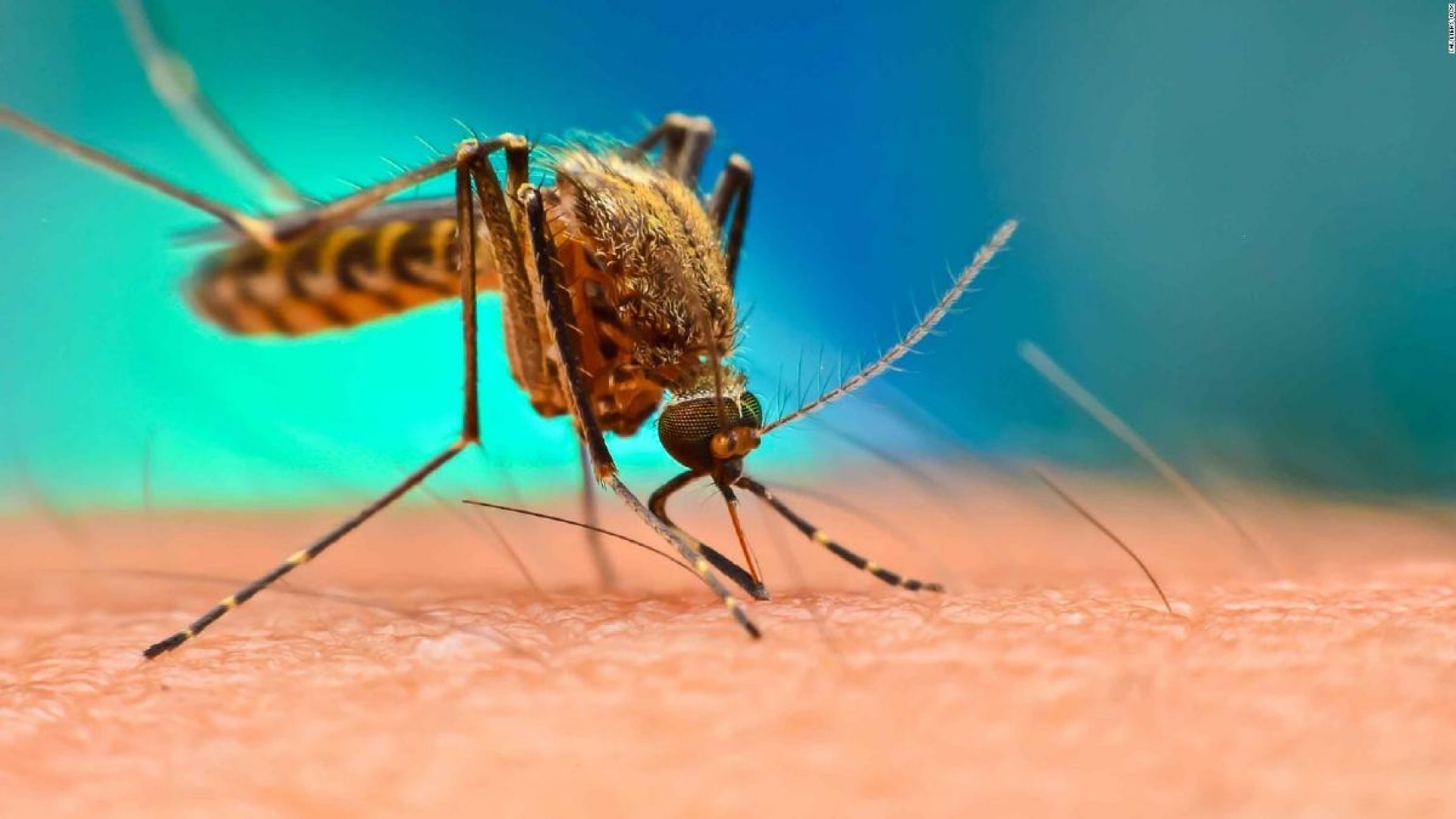 Morelos registra 217 casos de dengue