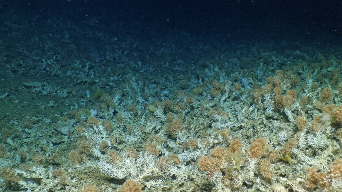 Descubren enorme y antiguo arrecife en Islas Galápagos