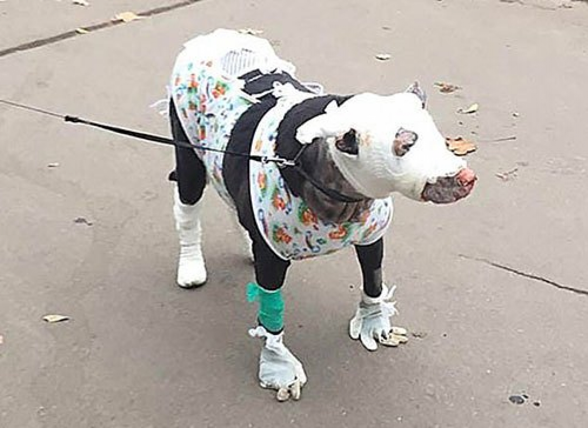 Perrita rescata a 4 personas de un incendio y sufre quemaduras