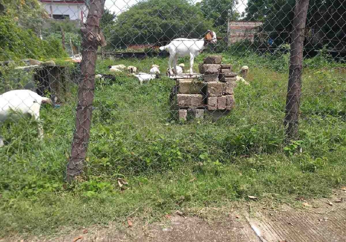 Una vez más, denuncian contaminación que genera granja en Tehuixtla