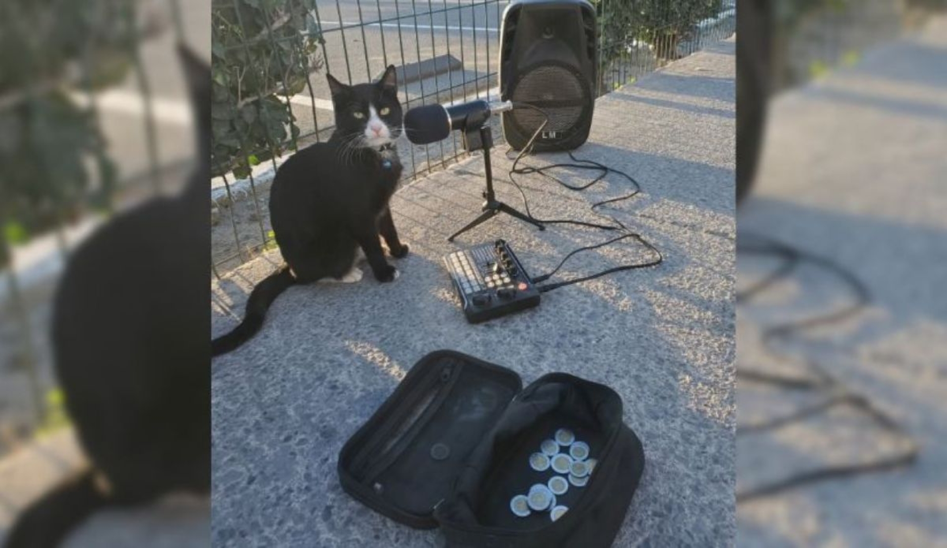 Conoce a Mermelada, el gatito más famoso de Tijuana: VIDEO