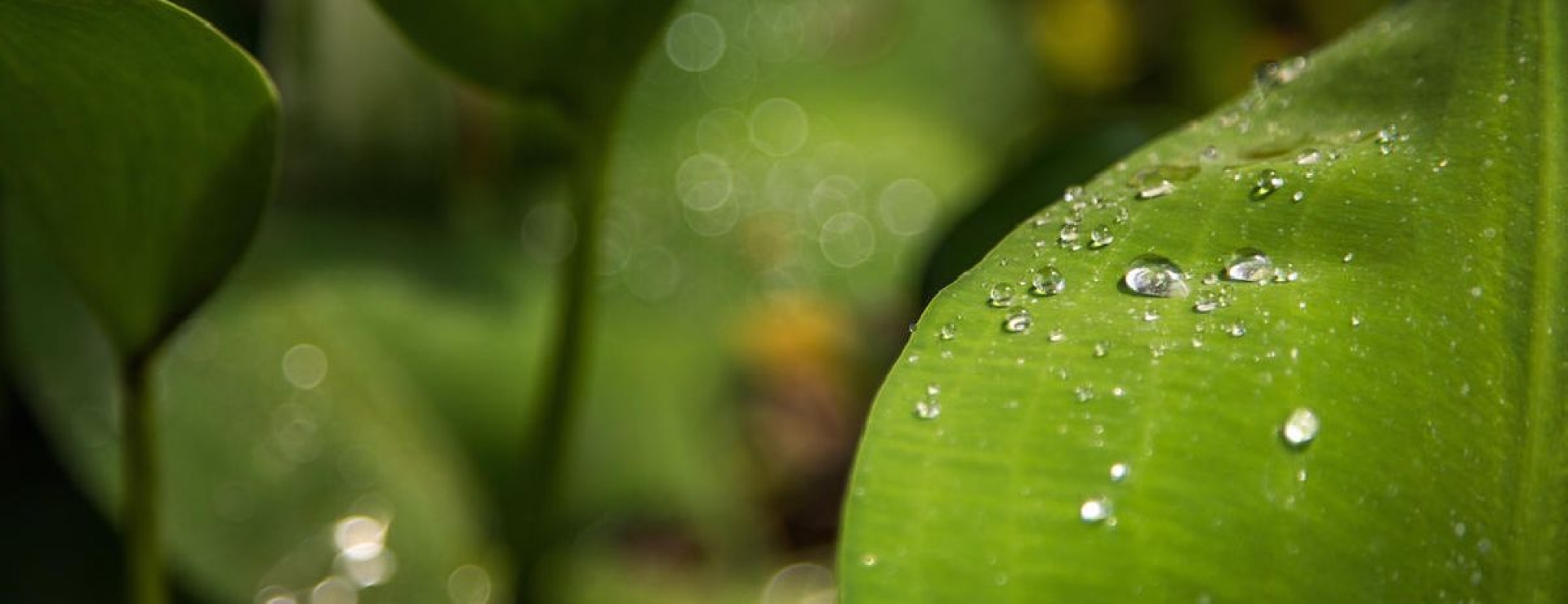 ¿Por qué las plantas son verdes?