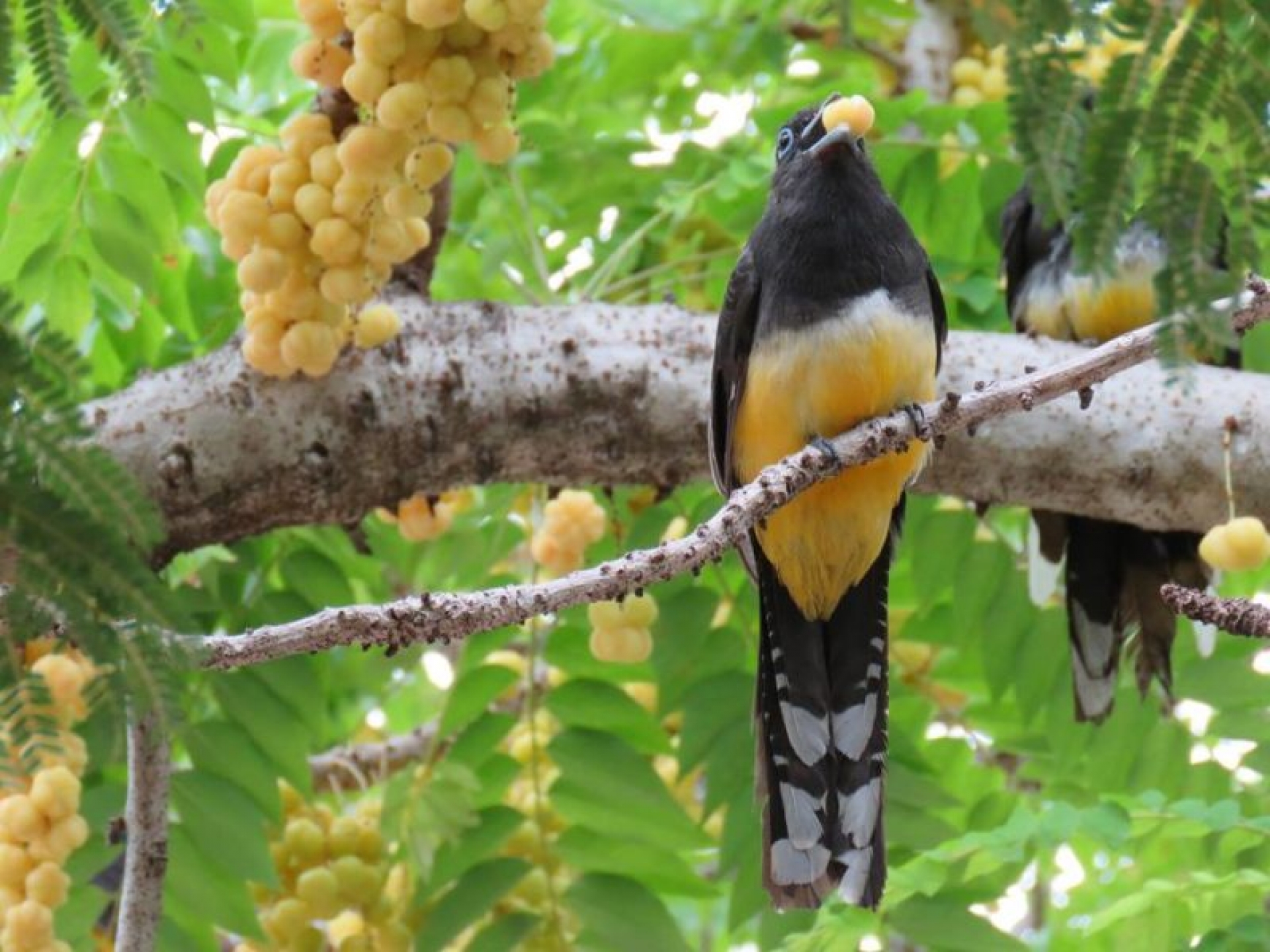 Las aves y las niñas abren sus alas
