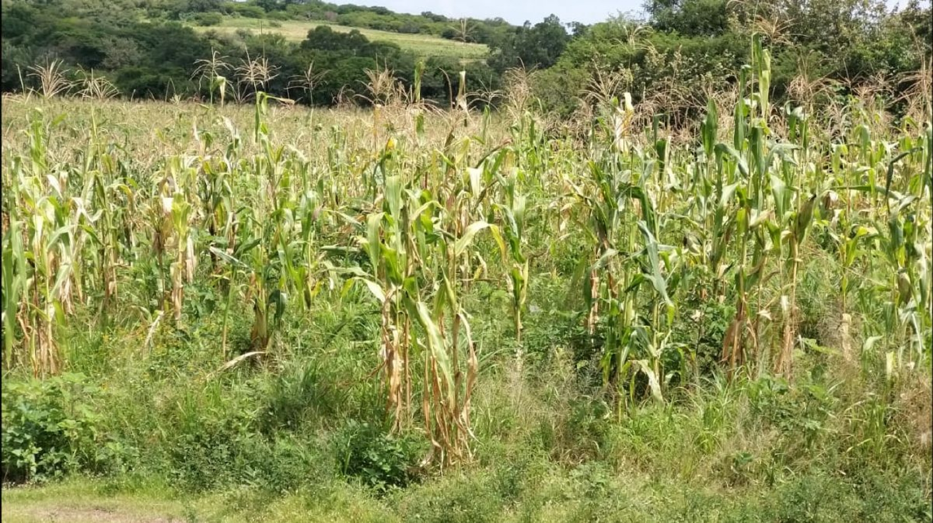 Escasez de lluvias afecta siembra de sorgo y maíz en el surponiente