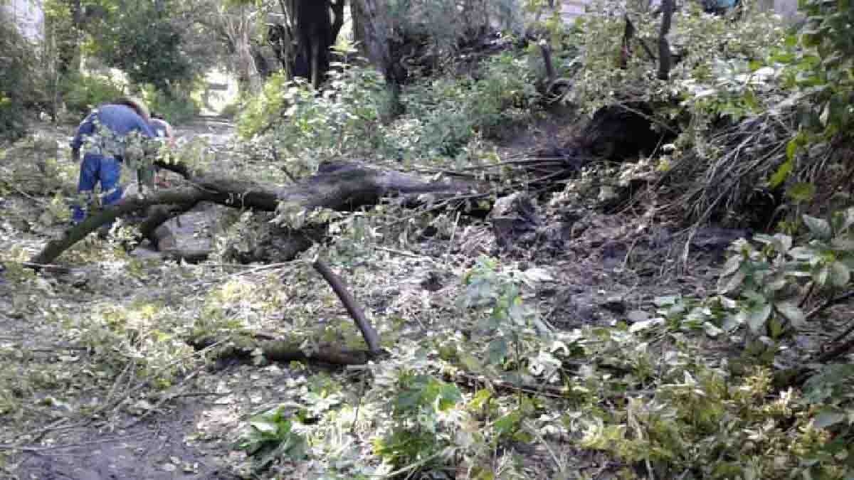 La lluvia del martes derribó árboles y provocó encharcamientos