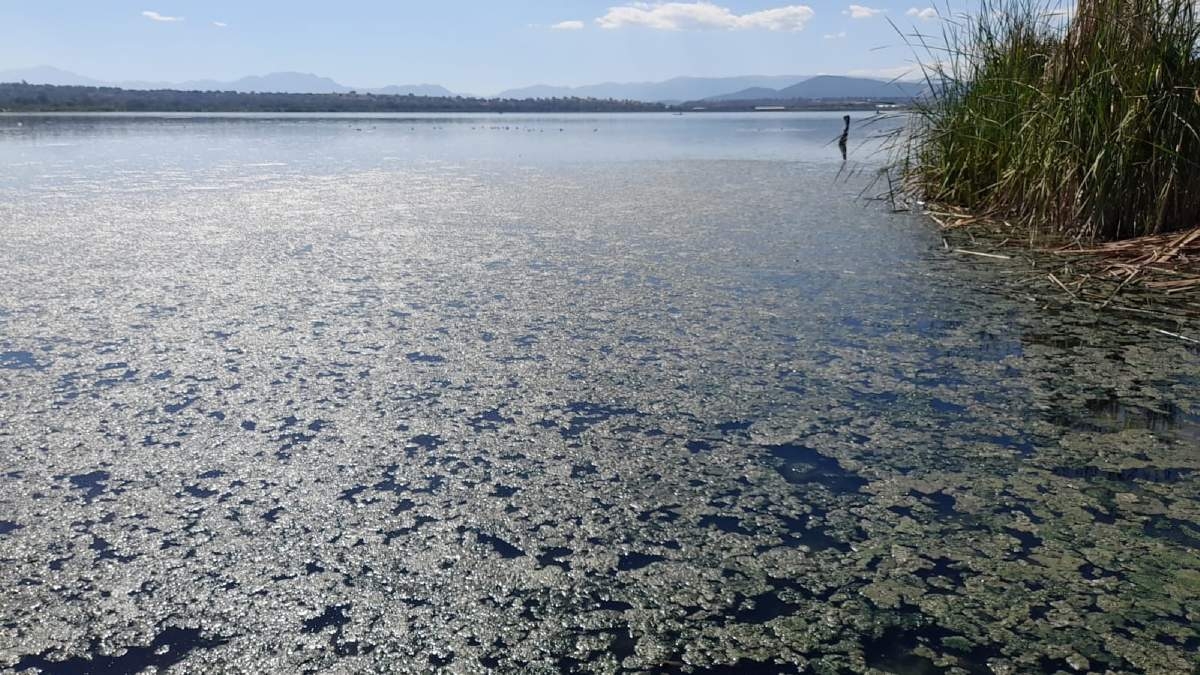 Buscan impedir descargas de planta tratadora a la laguna