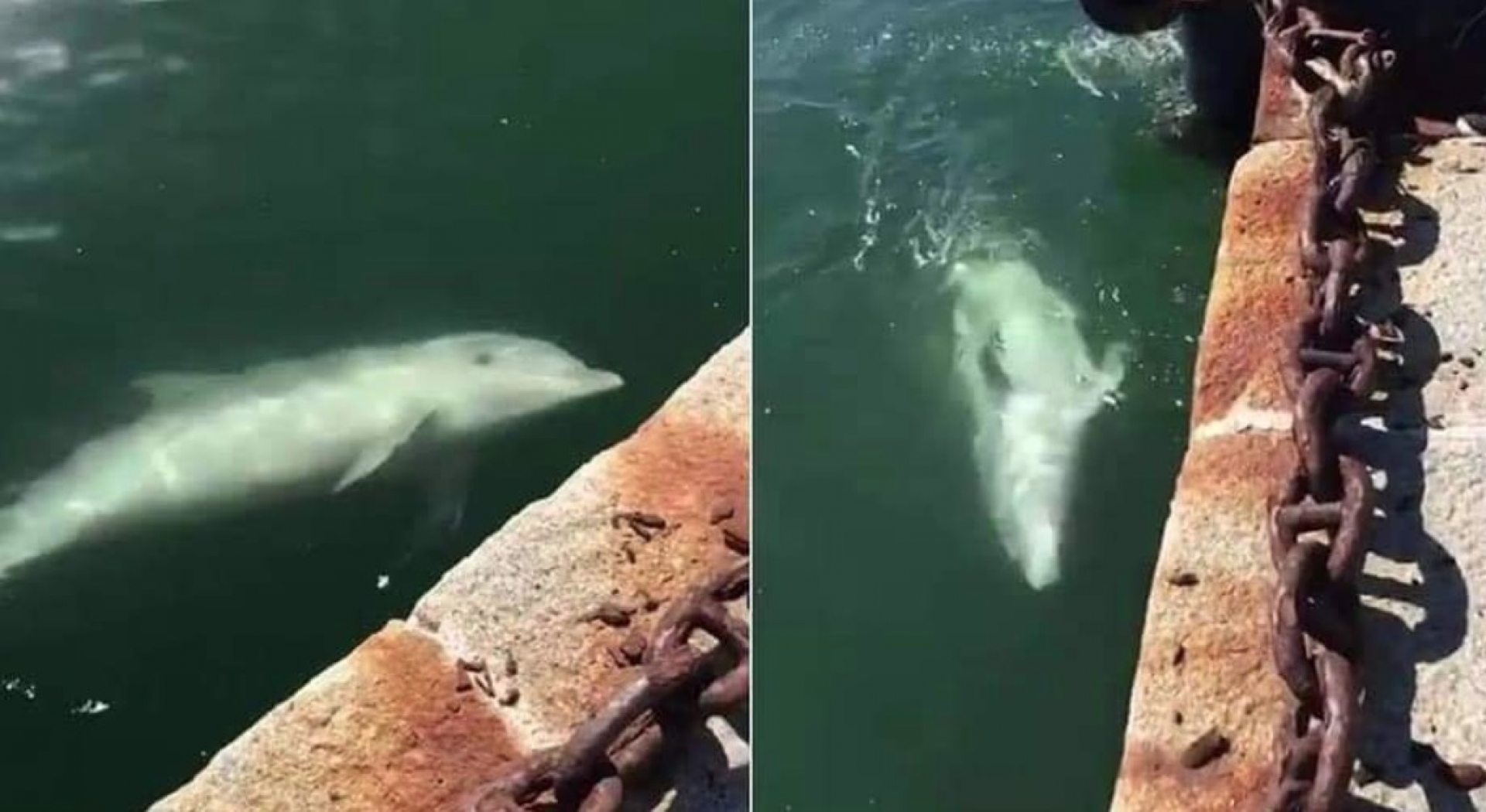VIDEO: Los increíbles efectos de la cuarentena en Venecia