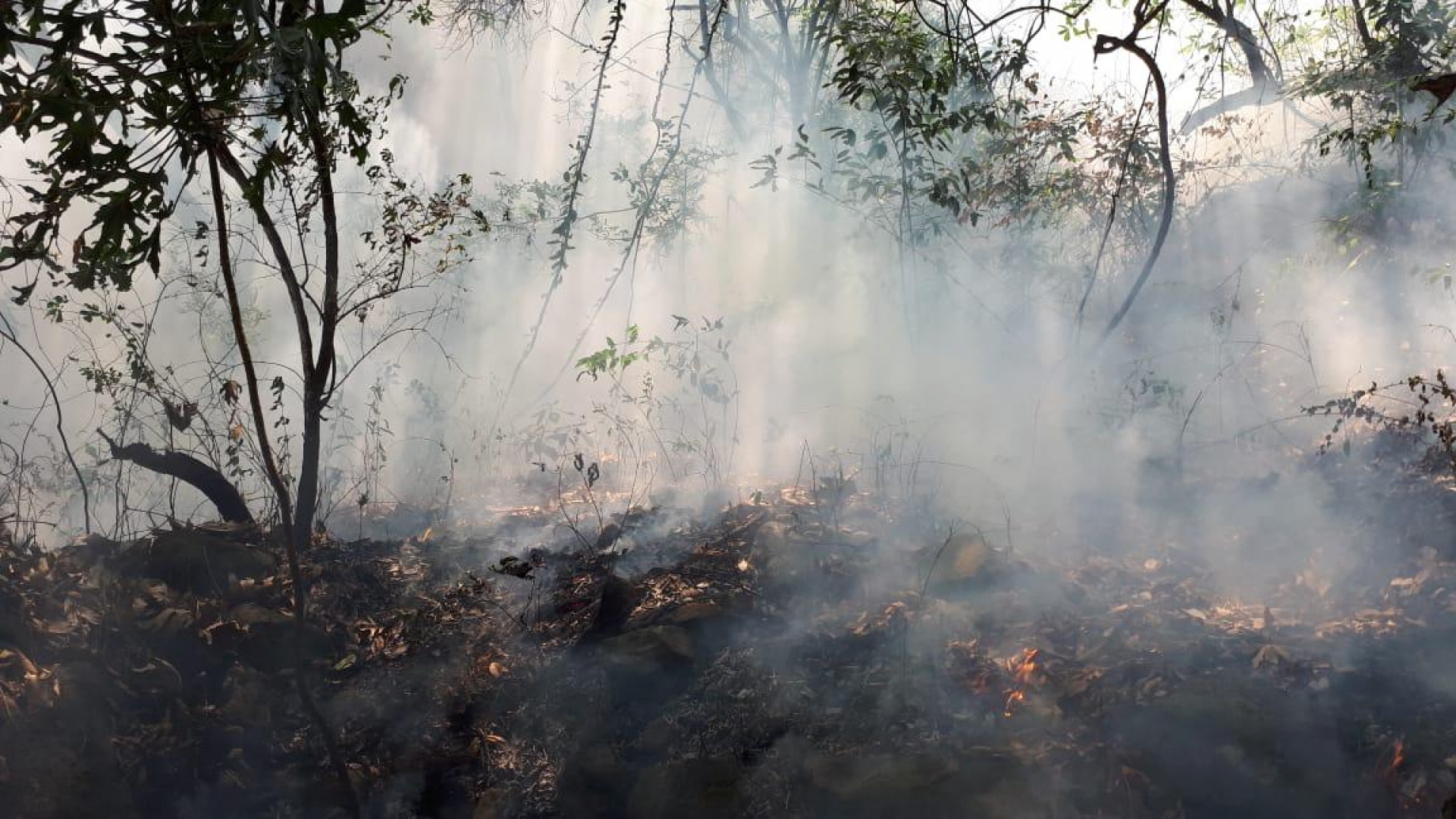 Presenta denuncia Profepa por afectación en incendio provocado en Santo Domingo Ocotitlán