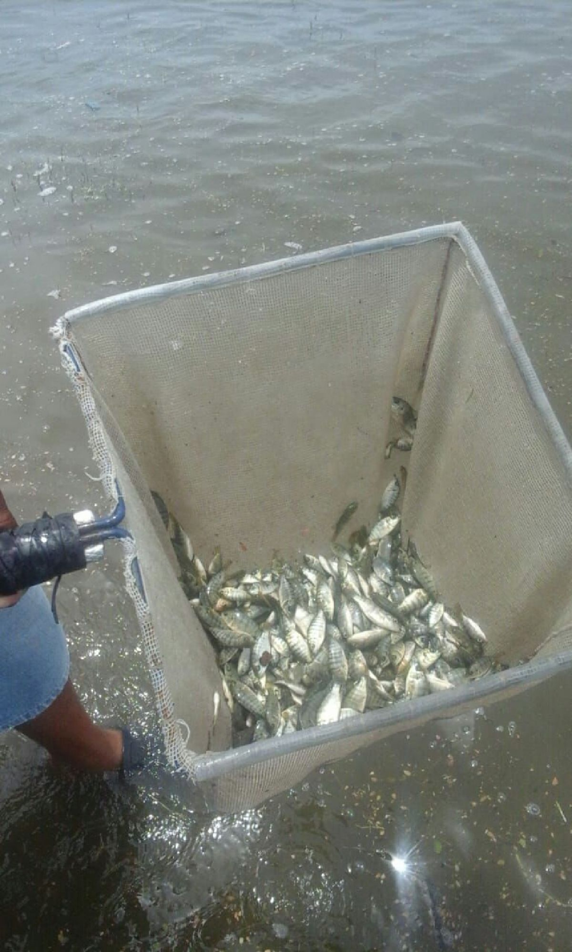 Pescadores de Miacatlán reciben apoyo de Sedagro para la siembra de alevines