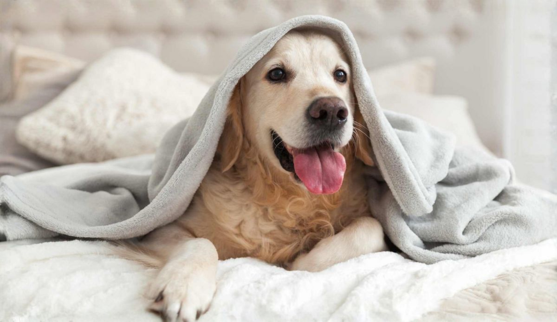 Consejos esenciales para proteger a tu perro durante los días más fríos del año