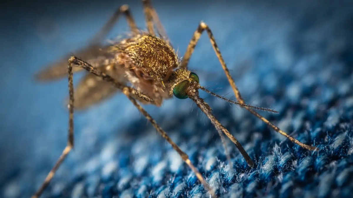 Dime de qué color vistes y te diré cuánto les gustas a los mosquitos