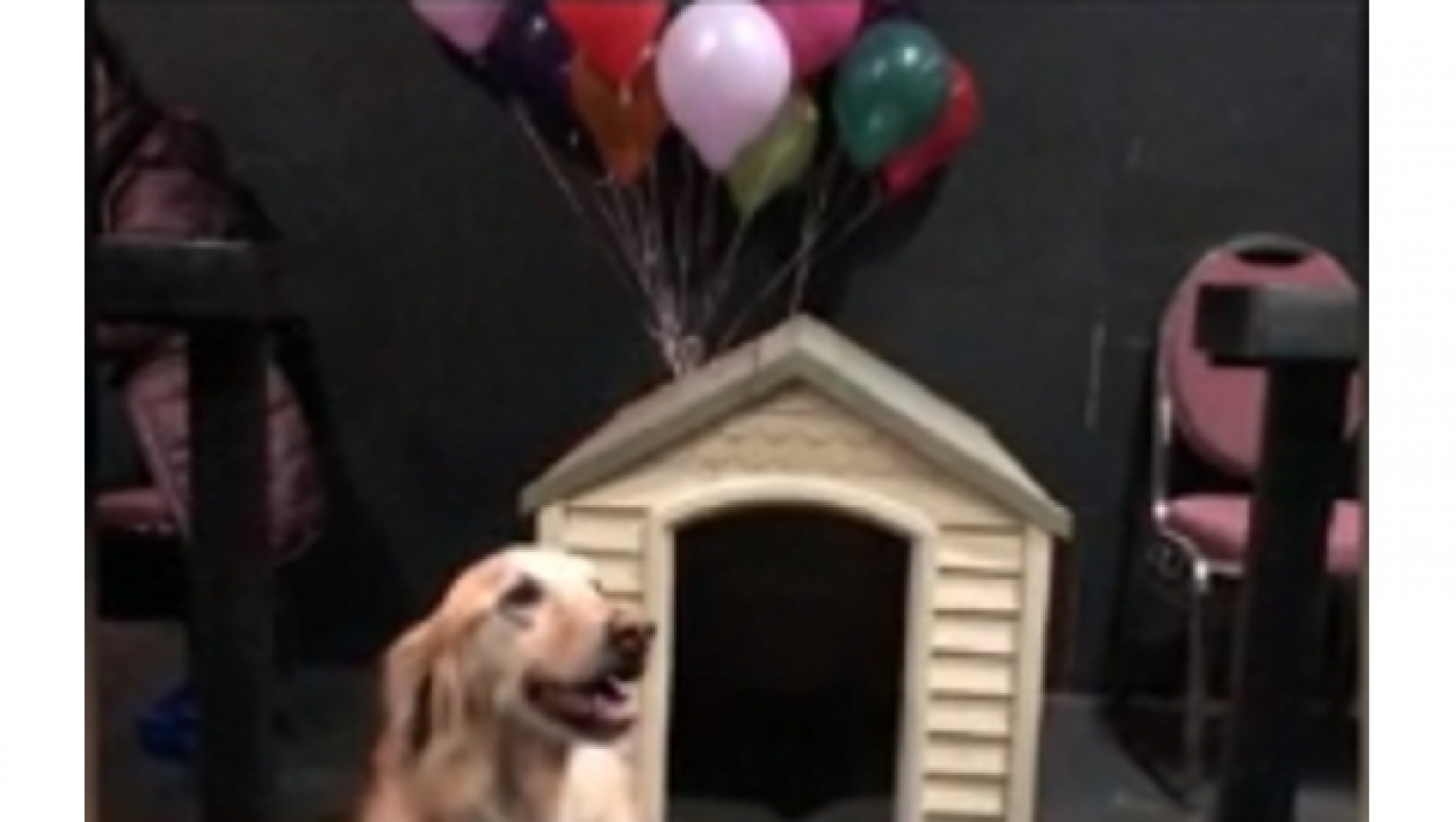 Abren cine ¡para perros! (y también para sus dueños)