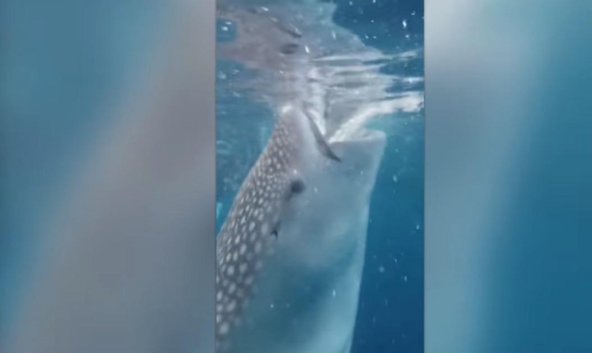 VIDEO: Capta a un tiburón ballena y por poco termina en su boca