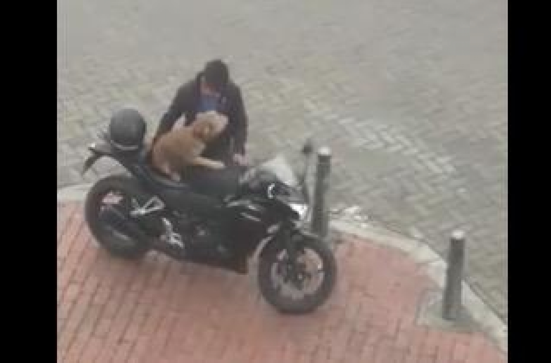 VIDEO: Perrito en moto enamora a las redes