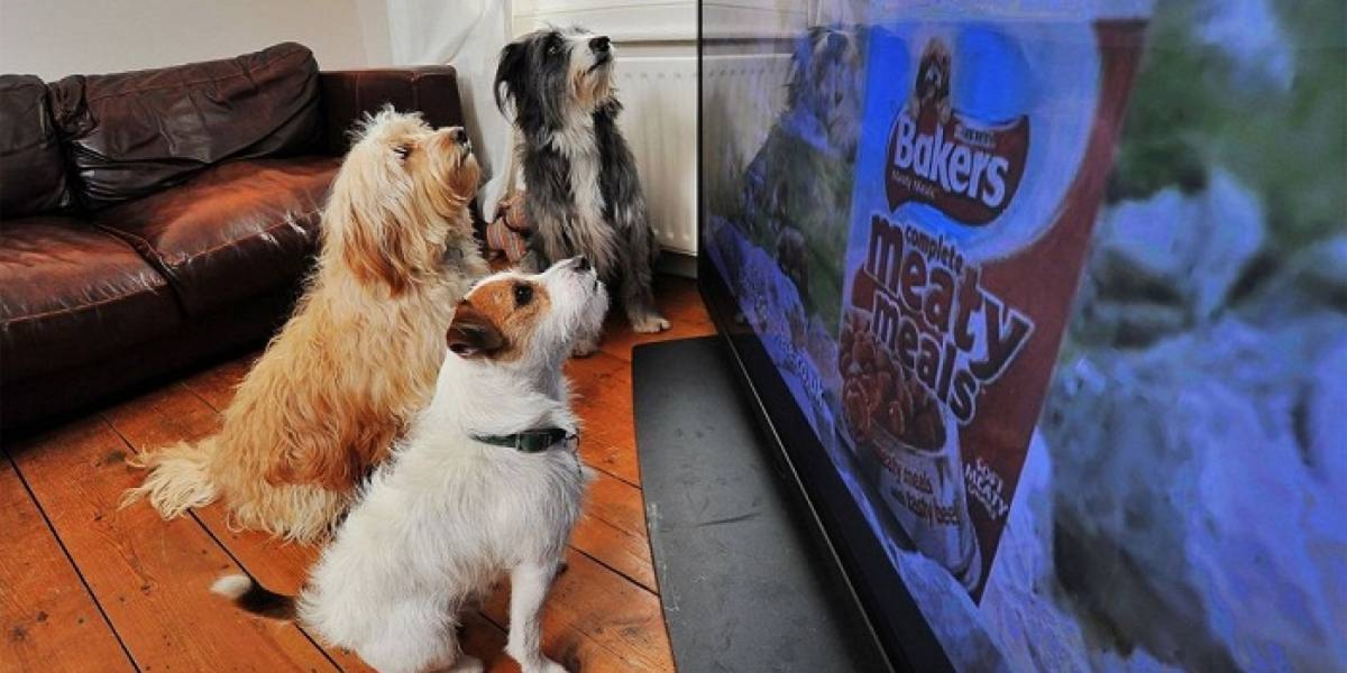 ¿Qué es lo que verdaderamente ven los perros cuando miran televisión?