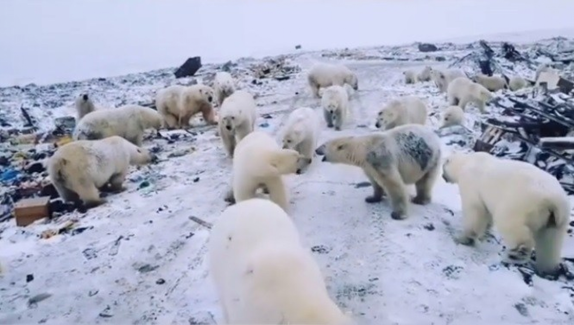 Video: Más de 50 osos polares invaden pueblo ruso
