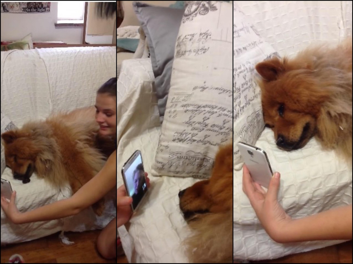 VIDEO: Perro llora al ver a su dueña por videollamada
