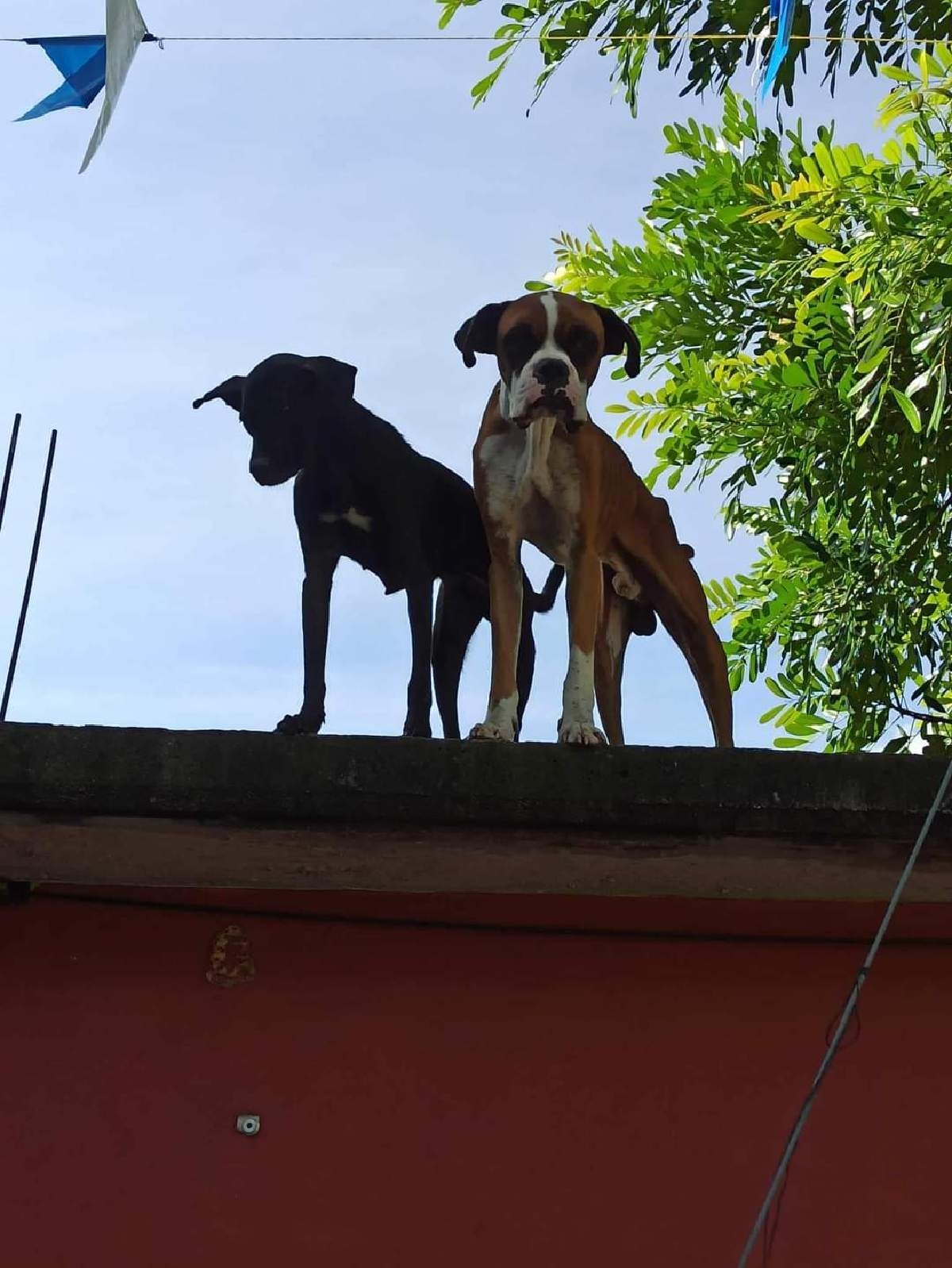 Denuncian al menos dos casos de maltrato animal en Tetecala