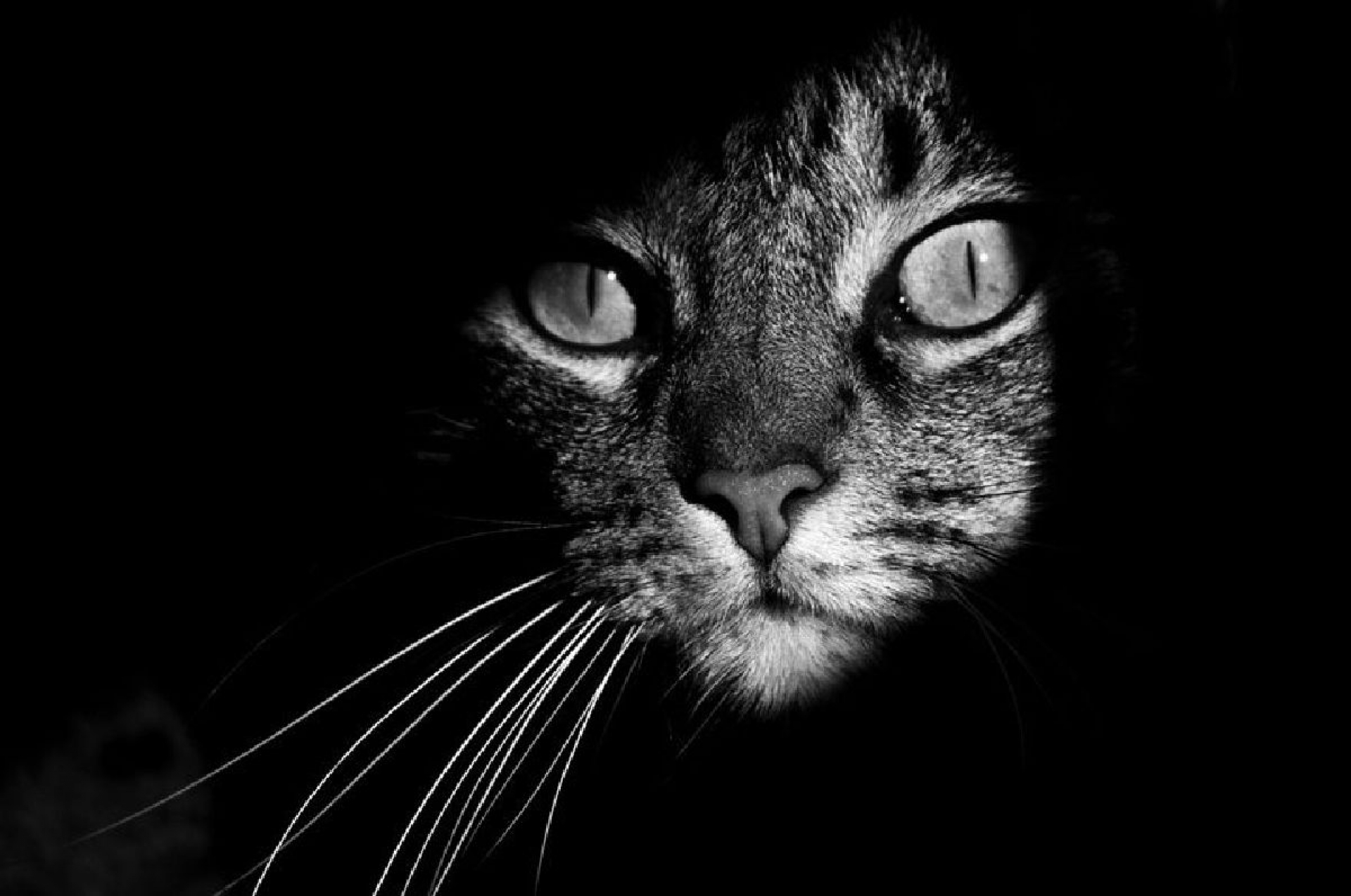 En la mirada de un gato