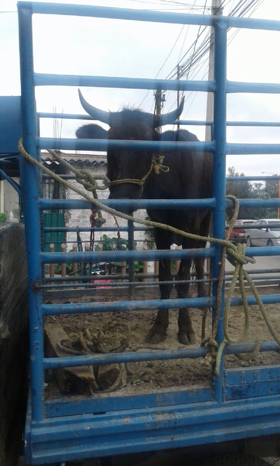 En casos distintos, detienen a un abigeo y a un ladrón