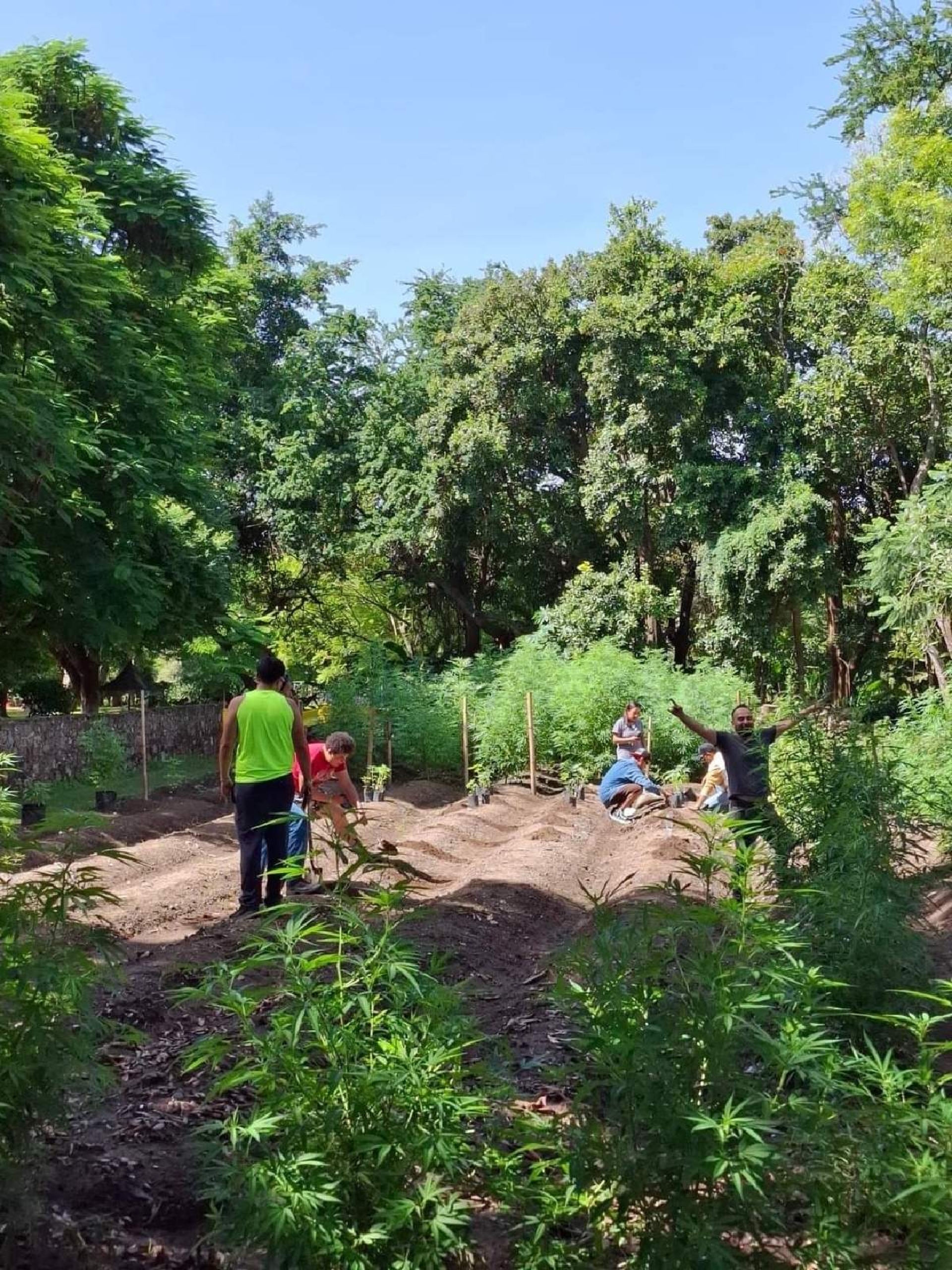 Buscan fortalecer el proyecto 'Tetecala Cannabico'