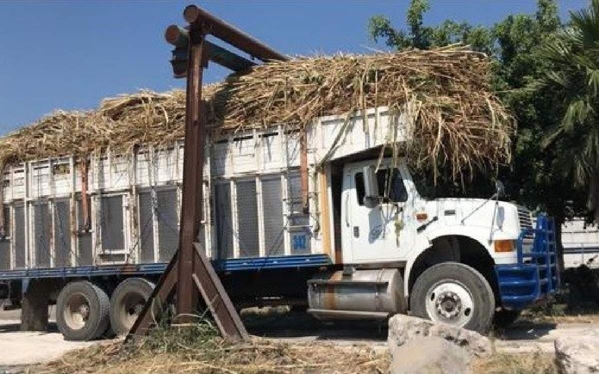 Crecerá la incorporación al IMSS de productores de caña y trabajadores