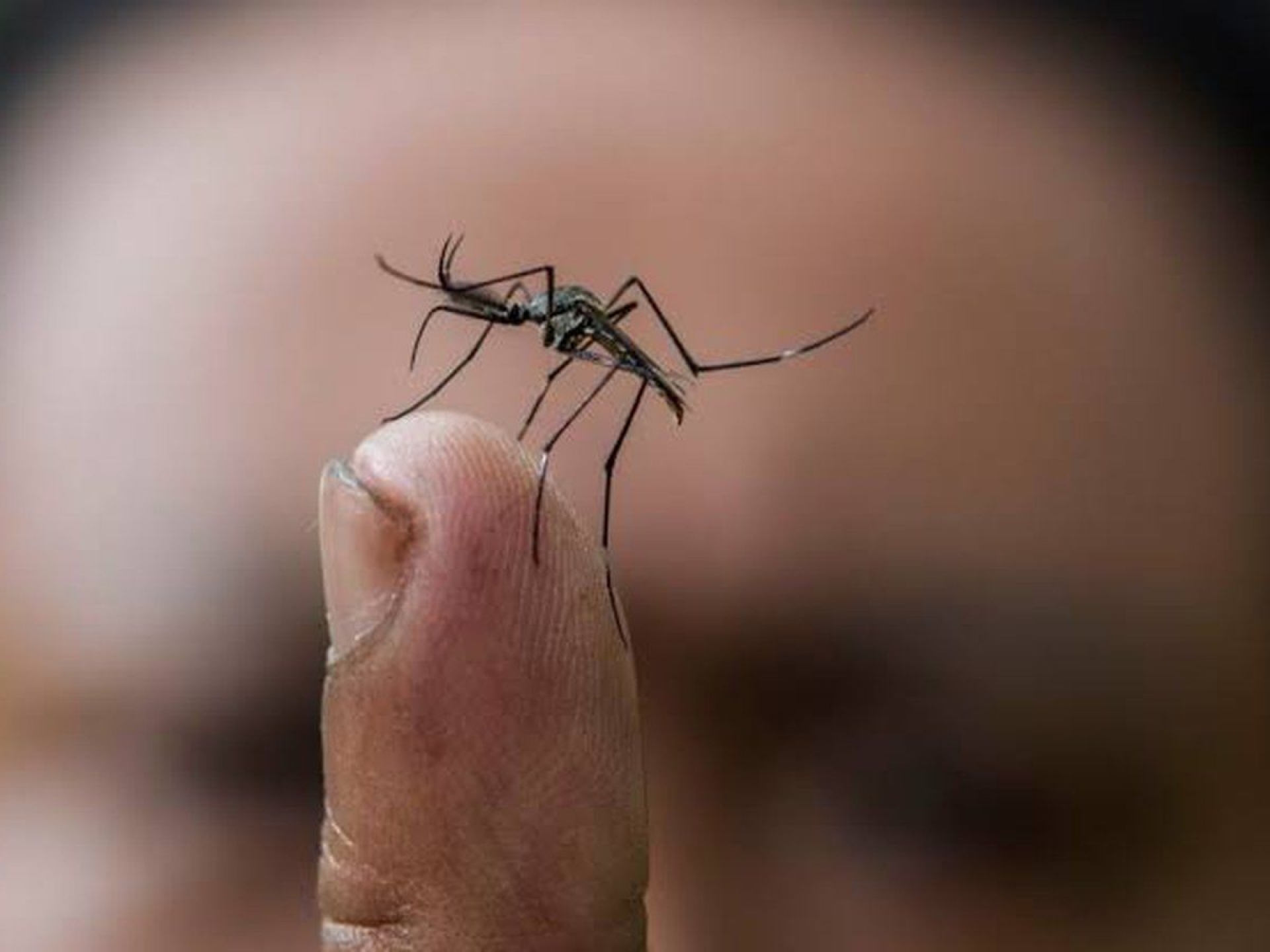 Morelos se mantiene en sexto lugar en incidencia de dengue