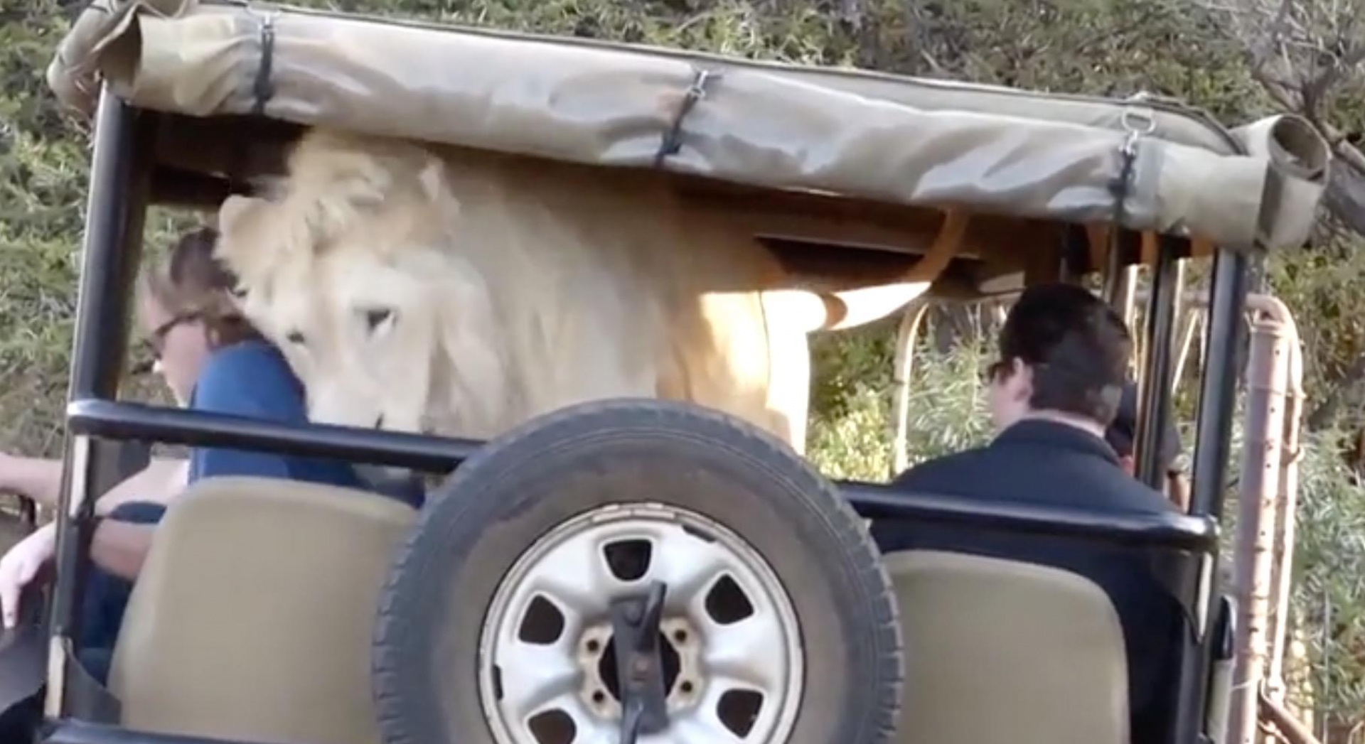 VIDEO: ¡Terror en safari! León blanco sorprende a turistas en Sudáfrica