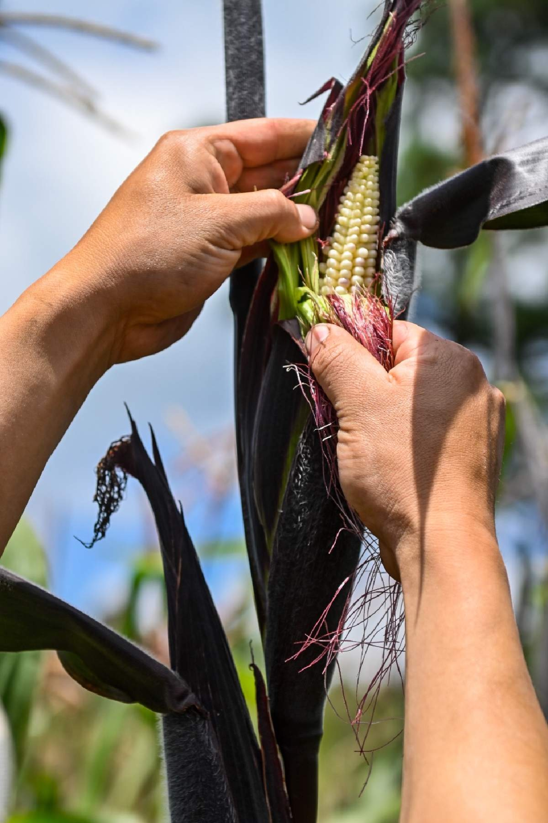 Contabilizan daños en el campo por la sequía