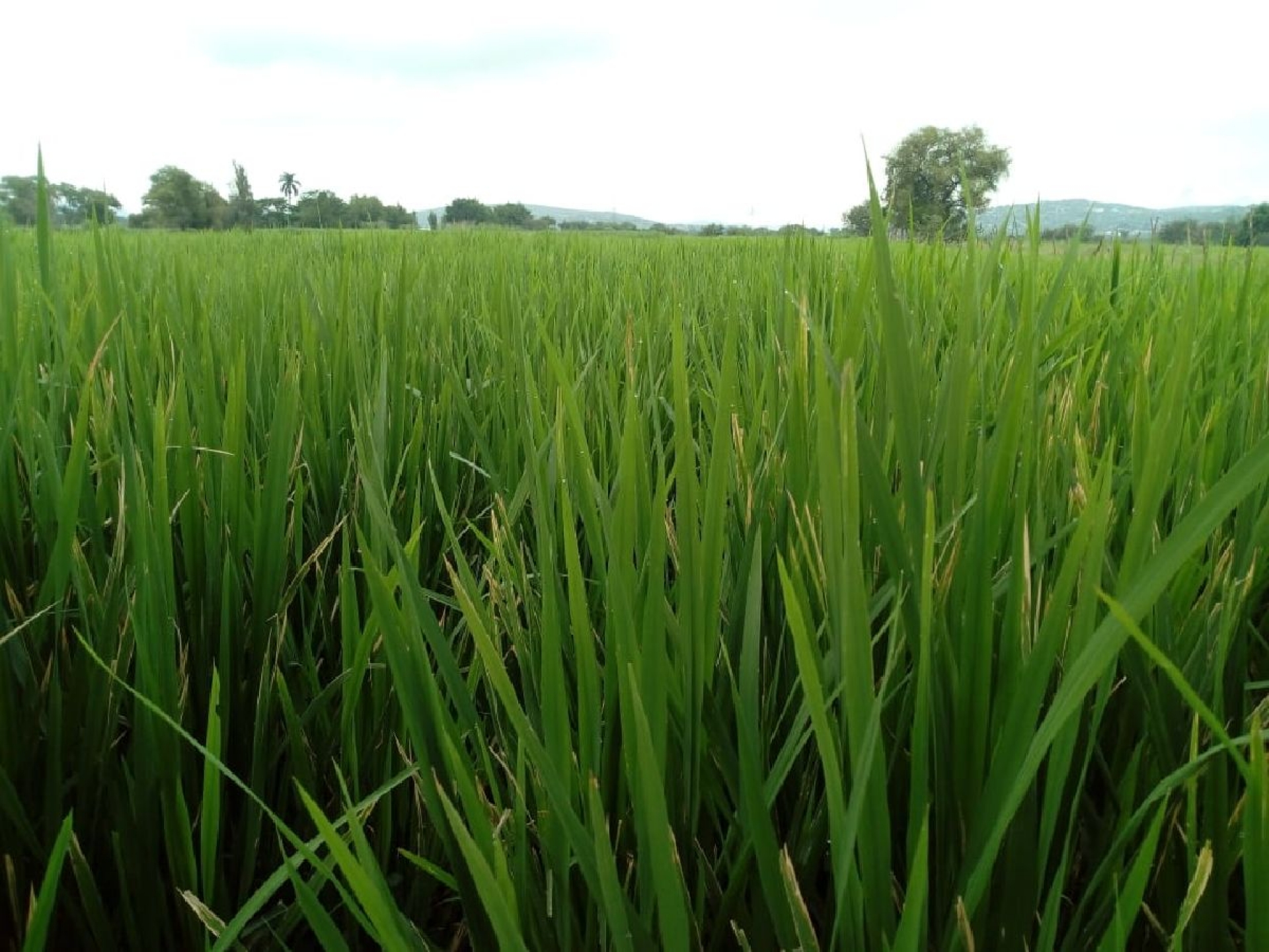 Buscan aumentar superficie cultivada de arroz en Cuautla