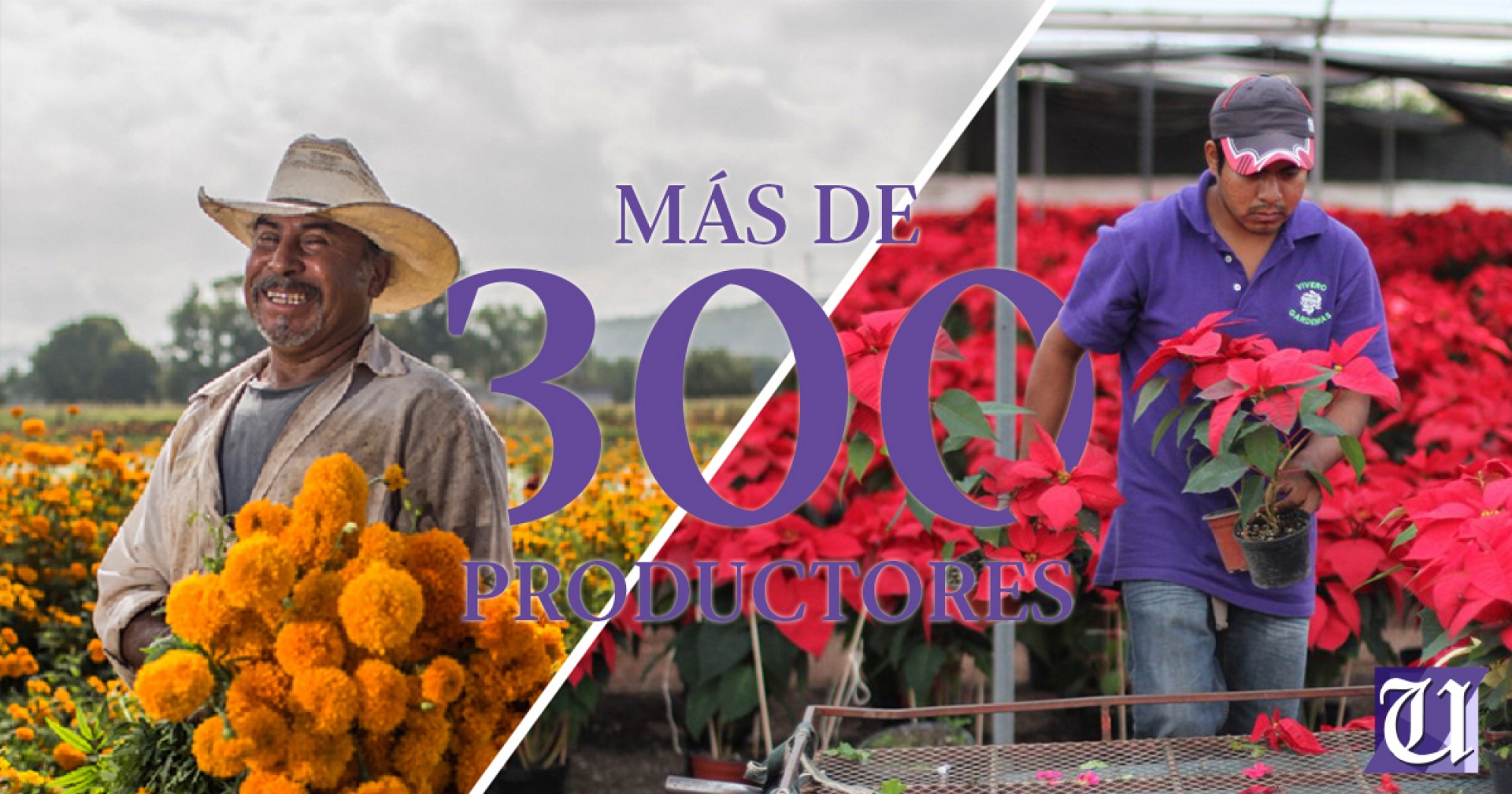Arranca producción de flores de ornato que se destinará a otras entidades