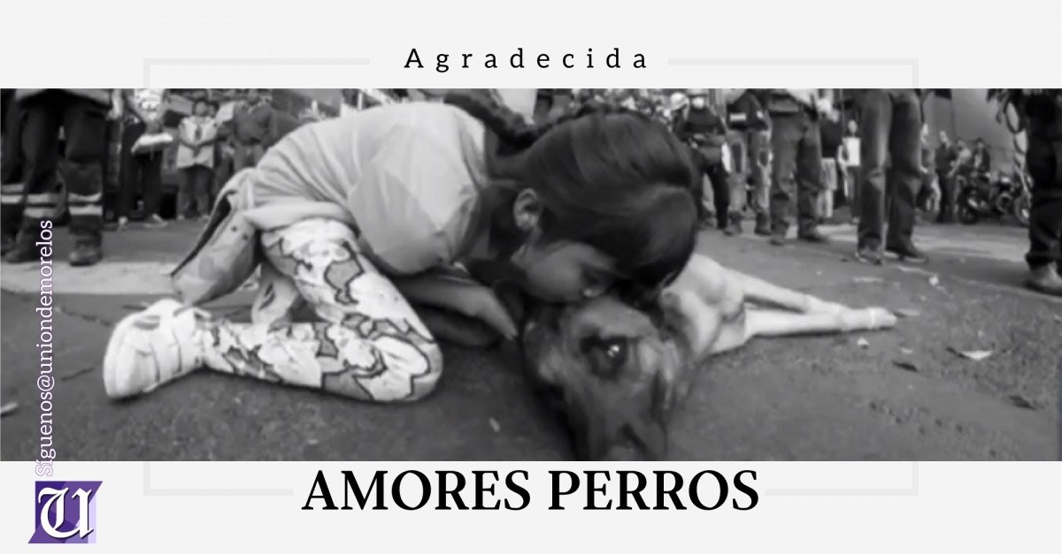 Niña agradece a perro rescatista con un beso en Álvaro Obregón 286