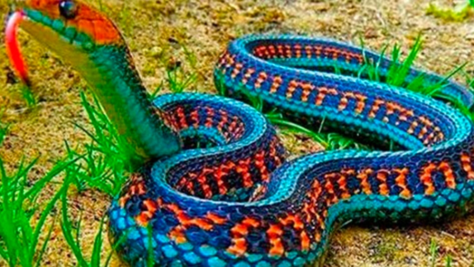 Aparece serpiente en México que no se veía desde hace 78 años