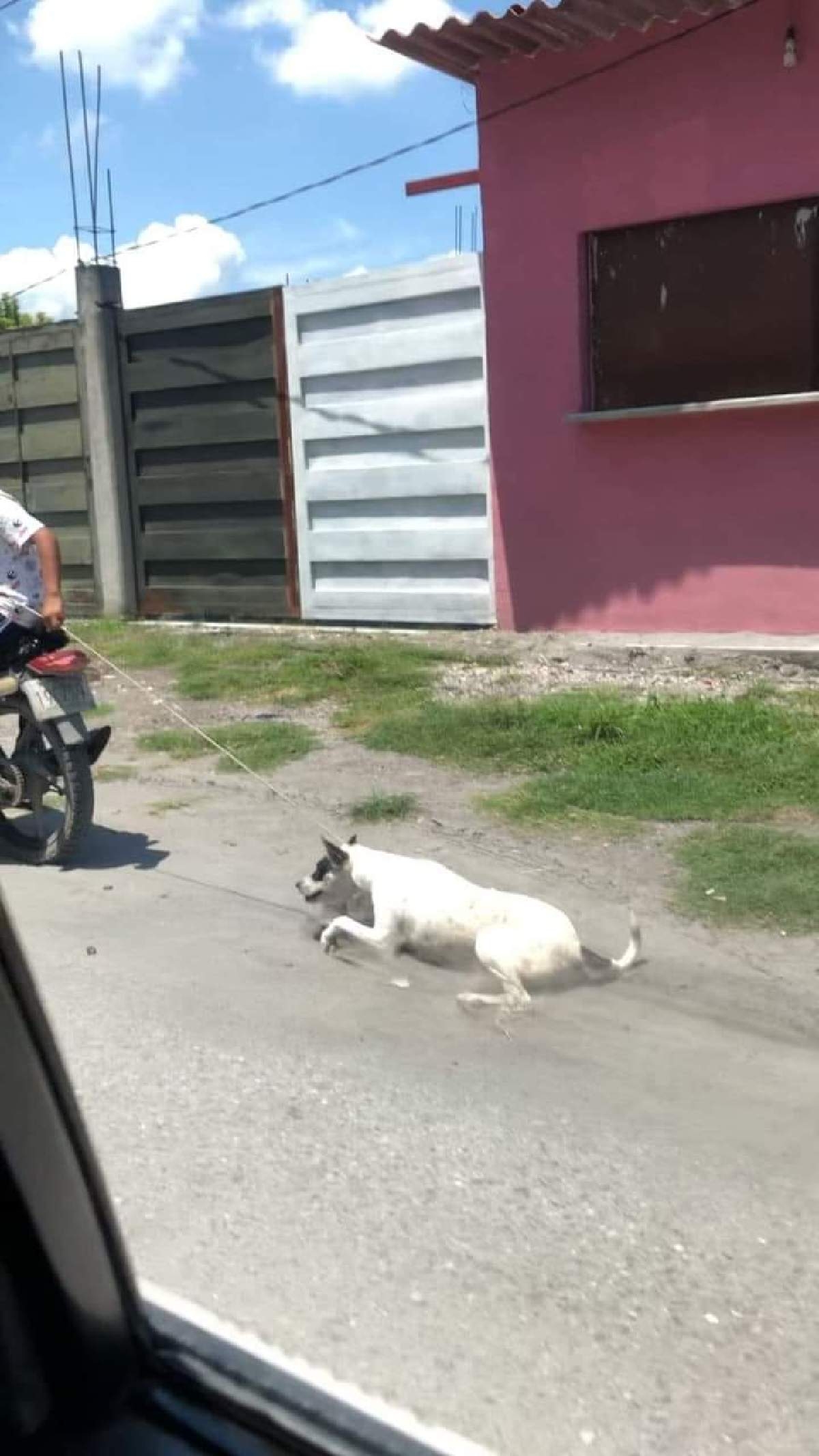 Denuncian maltrato animal en Coatetelco