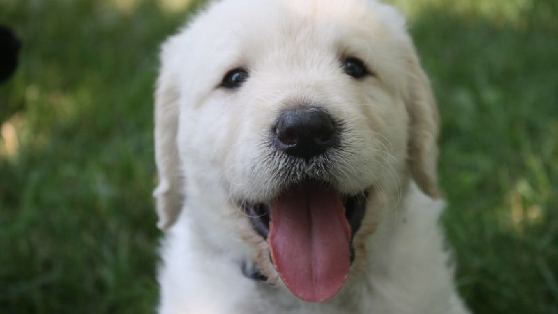 Cuándo puede ser peligroso que te chupe tu perro
