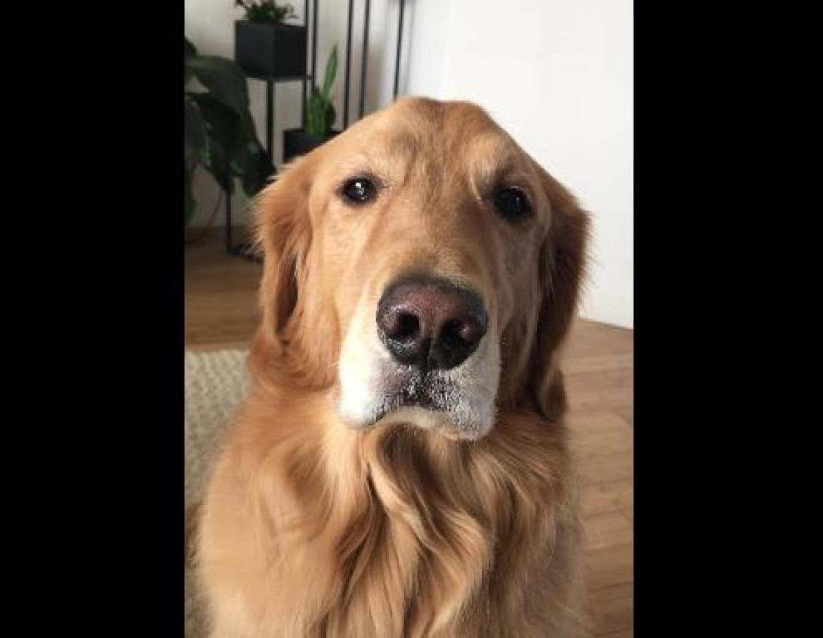 Enternece en YouTube el perro que contradice a su dueña