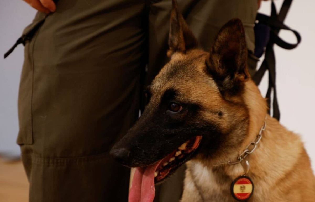 Ejército entrena a perritos para detectar COVID-19